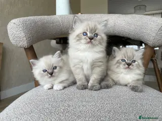 Ragdoll cats Fluffy Ragdoll kittens, 3 beautiful boys - Advert 1