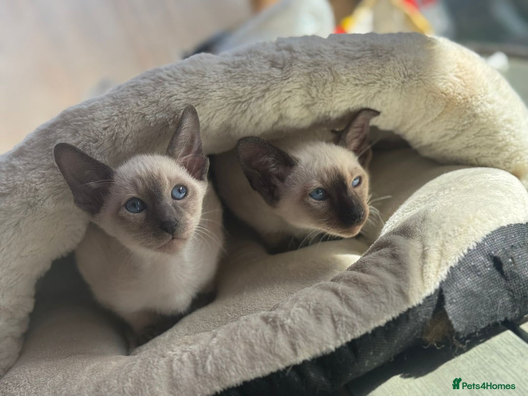 Siamese cats for sale: Siamese kittens - girls  - Image 11