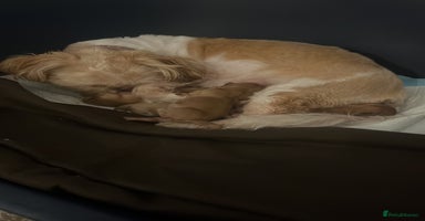 Shih Tzu dogs Imperial Shih Tzu from Mr Miyagi Line - Advert 3