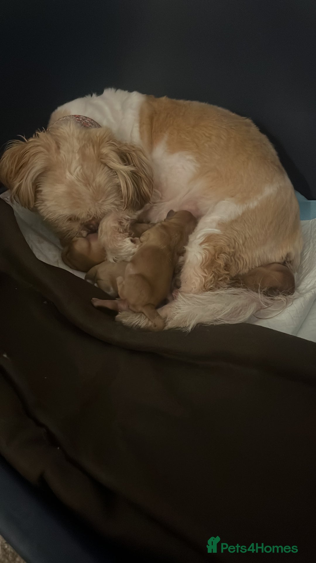 Shih Tzu dogs for sale: Imperial Shih Tzu from Mr Miyagi Line - Image 2