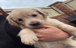 Golden Retriever dogs for sale: Golden retriever X Goldador puppies - Image 7