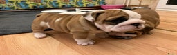 English Bulldog dogs for sale: English bulldogs - Advert 19