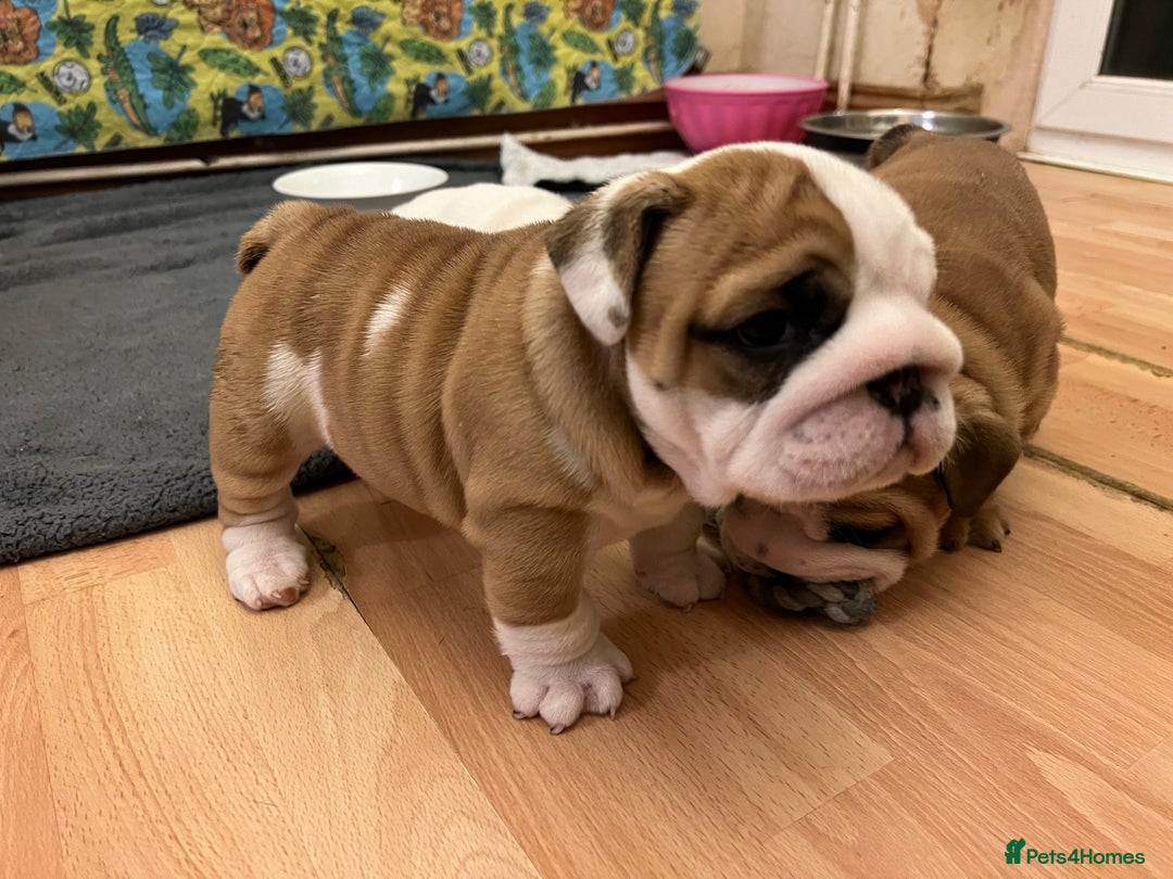 English Bulldog dogs for sale: English bulldogs - Advert 19