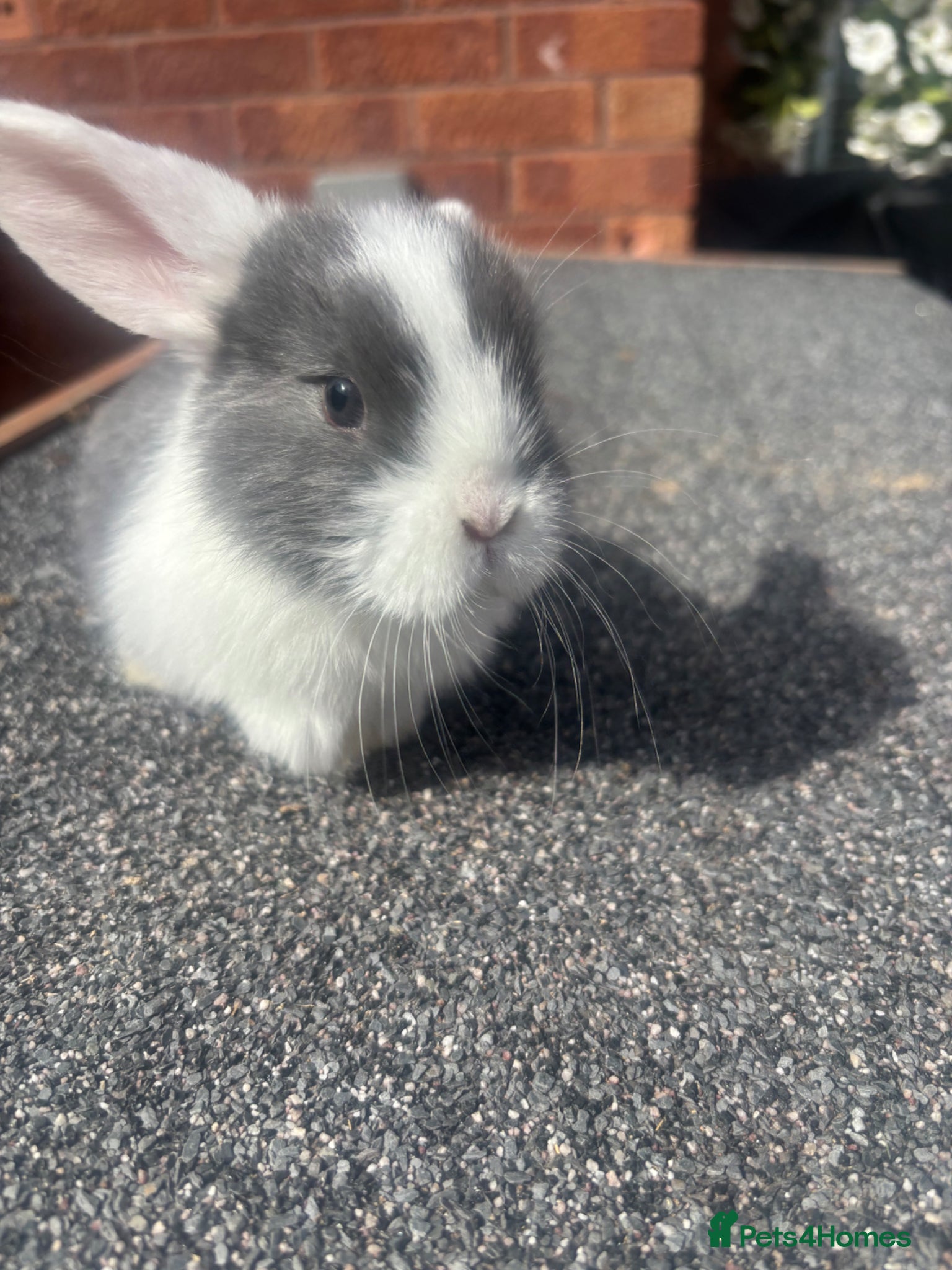 Lionhead rabbits for sale: 5 x beautiful baby rabbits  - Advert 1