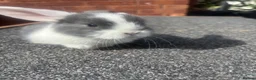 Lionhead rabbits for sale: 5 x beautiful baby rabbits  in Redditch - Advert 1