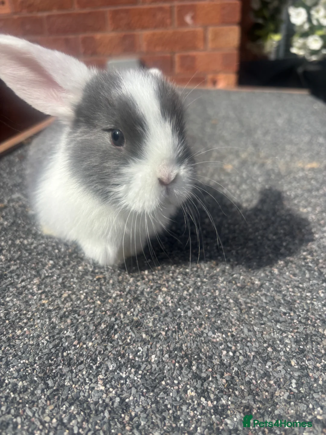 Lionhead rabbits for sale: 5 x beautiful baby rabbits  in Redditch - Advert 1