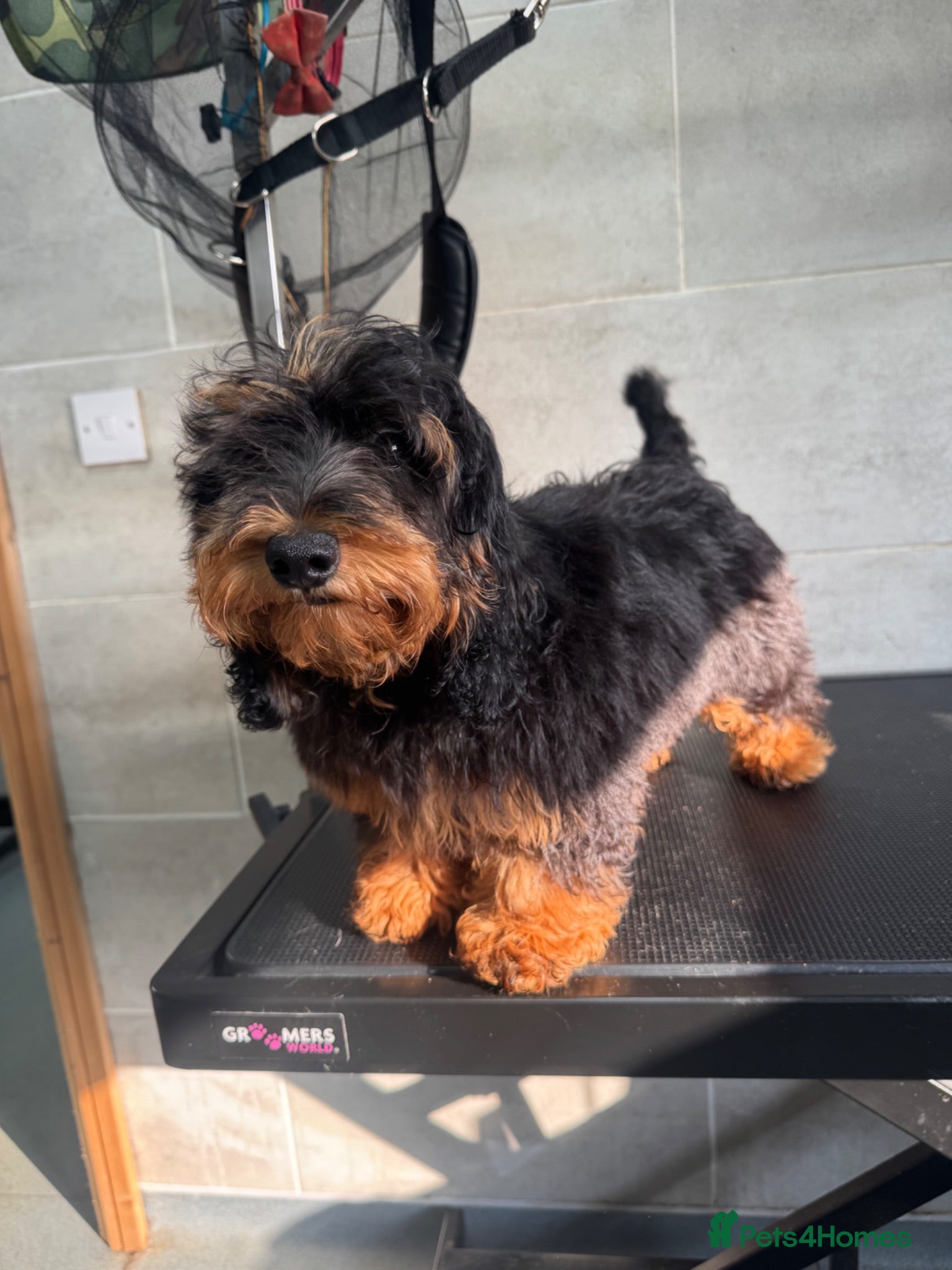 Doxiepoo dogs 5⭐️ Licensed. Doxiepoo ready to leave.  - Advert 2
