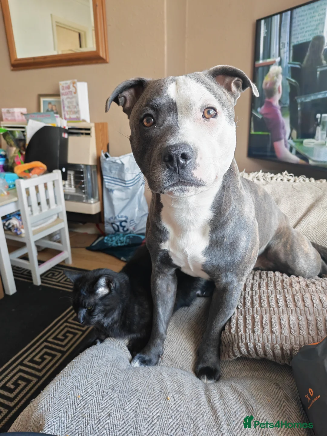 Staffordshire Bull Terrier dogs for sale: 2 year old staffy - Advert 6