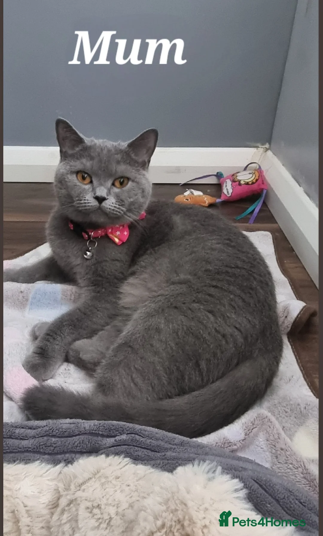 Scottish Fold cats for sale: Scottish Fold Kittens  - Advert 1