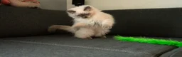 Ragdoll cats for sale: Beautiful GCCF Registered Ragdoll Kittens in Helensburgh - Advert 5