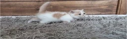 Persian cats for sale: 🐾 Beautiful Persian Kittens 🐾 - Advert 12