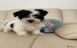Biewer Terrier dogs for sale: ✨ Beautiful Biewer x Biro Terrier Puppies✨   - Image 15