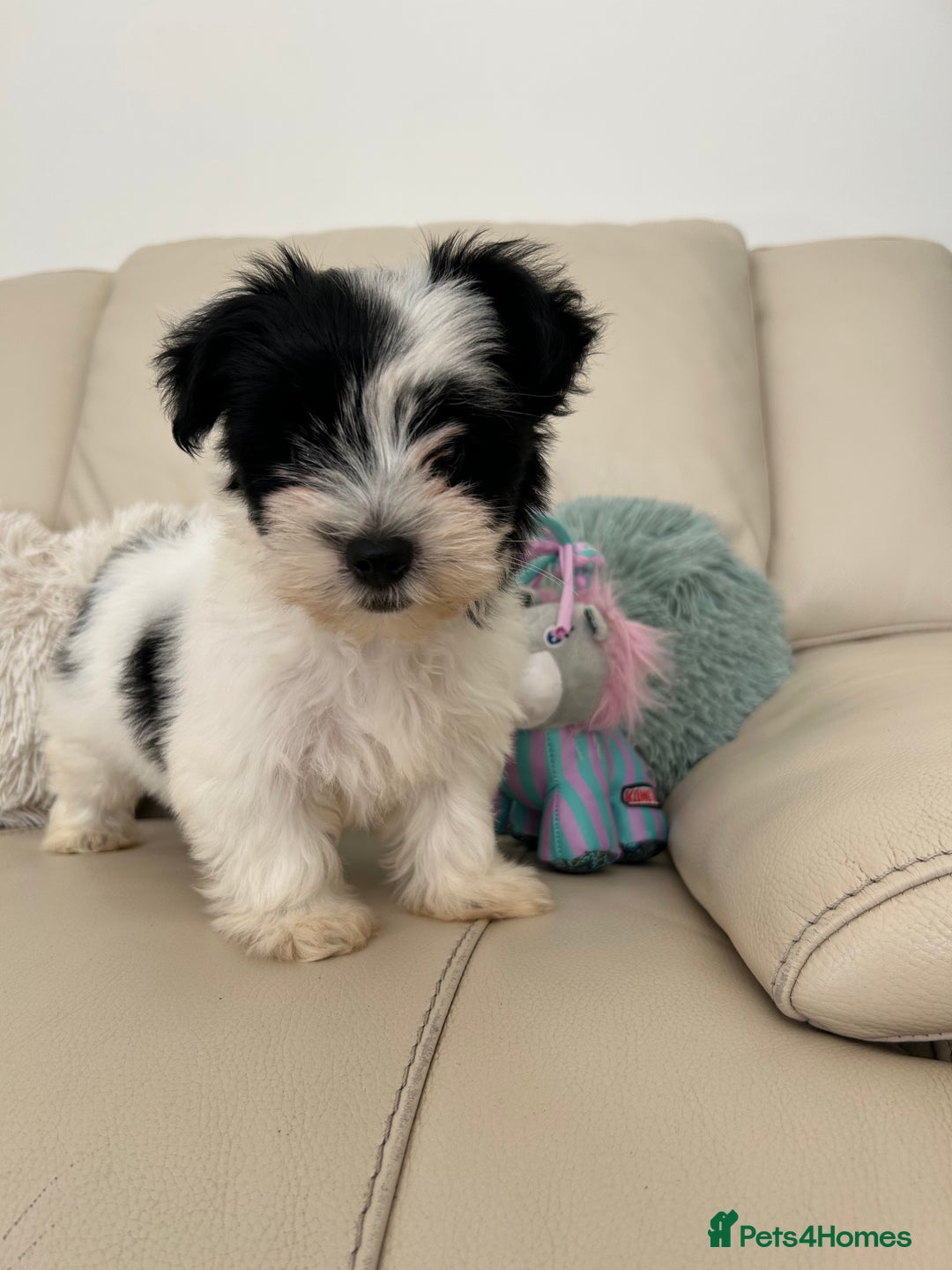 Biewer Terrier dogs for sale: ✨ Beautiful Biewer x Biro Terrier Puppies✨   - Image 15