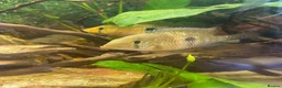 Cichlids fish for sale: Geophagus Brasiliensis in Folkestone - Advert 6