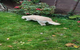 Goldendoodle dogs for sale: Golden doodle 5 year old female  - Image 5