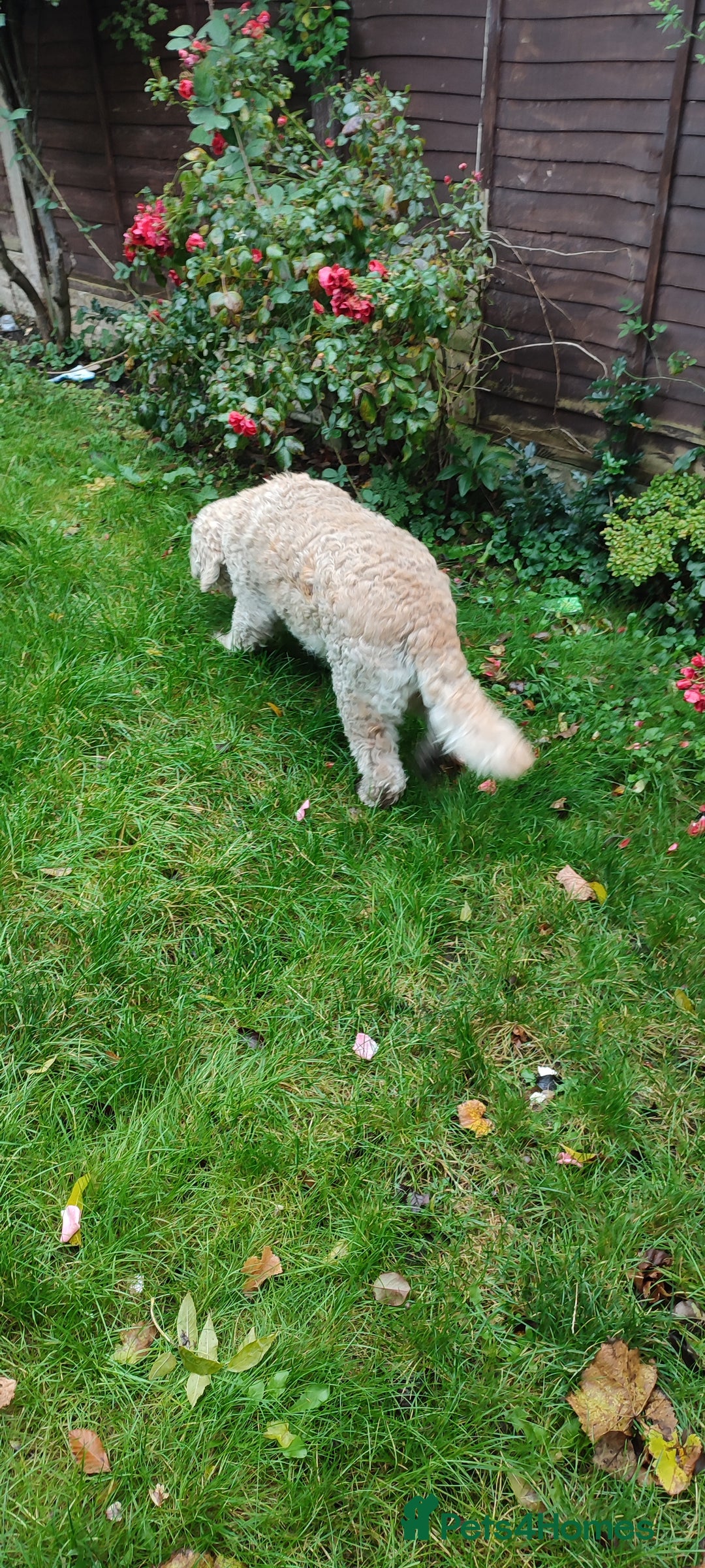 Goldendoodle dogs for sale: Golden doodle 5 year old female  - Image 5