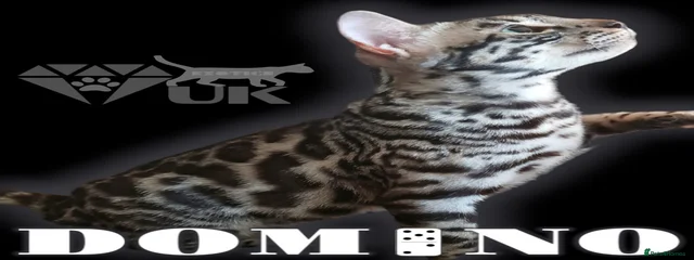 Domino