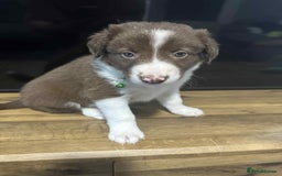 Border Collie dogs for stud:  Snoop - Image 23
