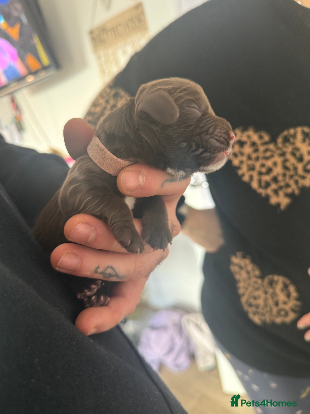 Cocker Spaniel dogs for sale: 6 beautiful Cocker Spaniel puppies.  - Advert 25