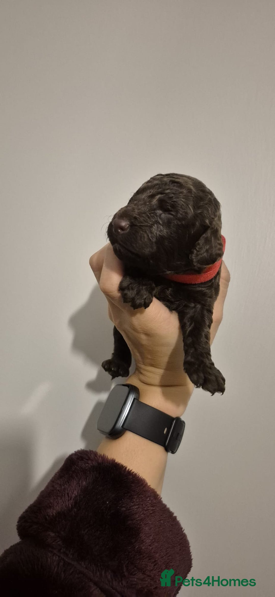 Cockapoo dogs for sale: ✨ Beautiful Cockapoo Puppies –  1 Boy & 4 Girls✨ - Advert 15