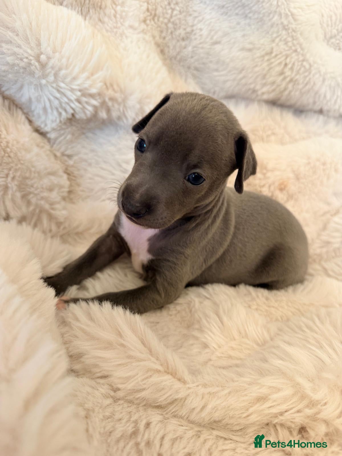 Italian Greyhound dogs Cutest Exceptional Five-Generation Pedigrees - Advert 2