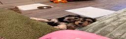 Mixed Breed dogs for sale: 4 Double Doodle Little Girls Available  - Advert 12