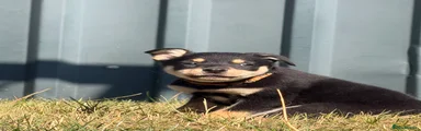 Australian Kelpie 1