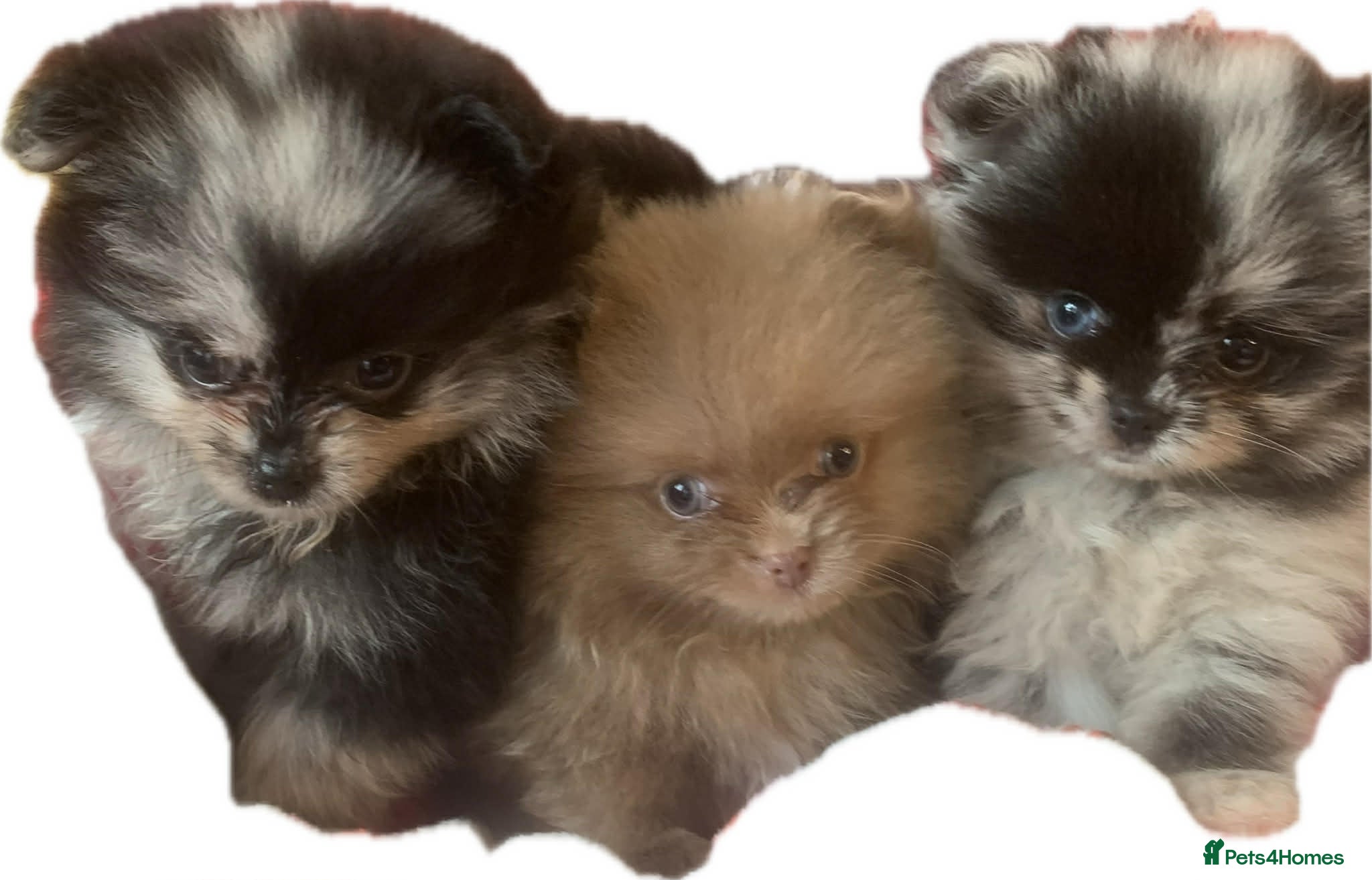 Pomeranian dogs UNIQUE POMERANIAN-LITTER READY ON 6TH OF FEBRUARY  - Advert 6