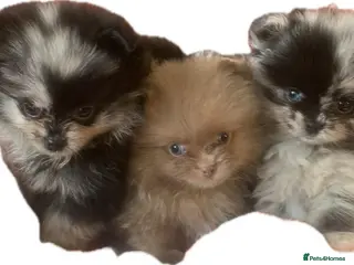 Pomeranian dogs UNIQUE POMERANIAN-LITTER READY ON 6TH OF FEBRUARY - Advert 7