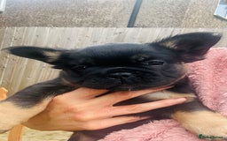 French Bulldog dogs for sale: Full Fluffy KC French bulldog Pupps 2 boys 1 girl  - Image 16