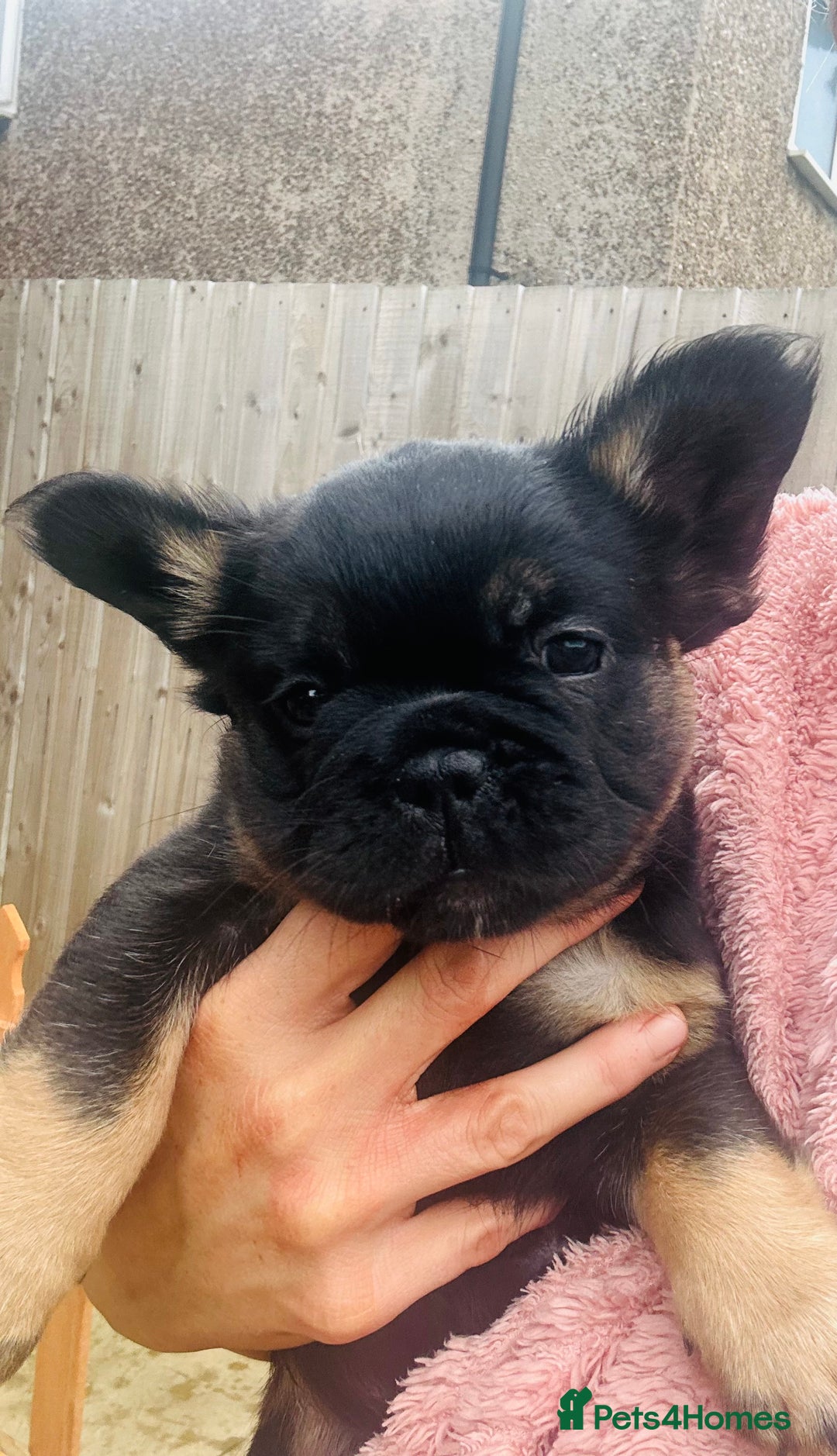 French Bulldog dogs for sale: Full Fluffy KC French bulldog Pupps 2 boys 1 girl  - Image 16