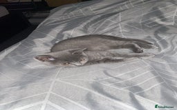 British Shorthair cats for sale: British shorthair cat - Image 2