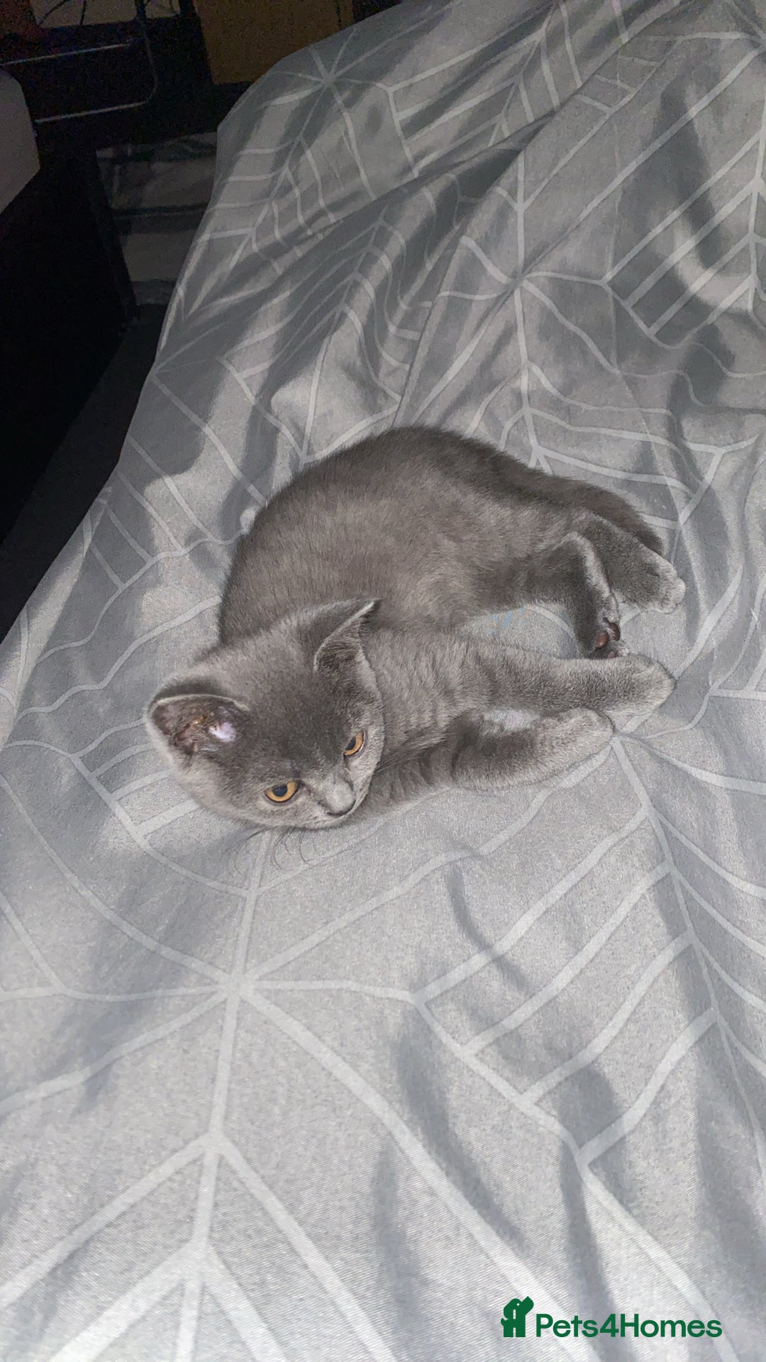 British Shorthair cats for sale: British shorthair cat - Image 2
