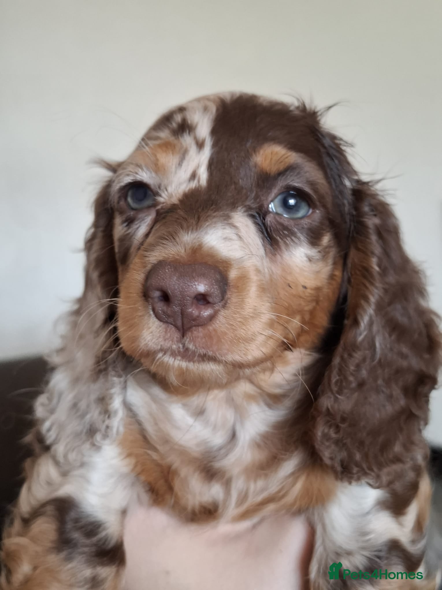 Miniature Dachshund dogs Long Haired miniature dachshund puppies  - Advert 1