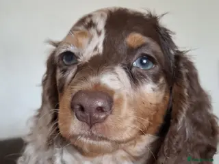 Miniature Dachshund dogs Long Haired miniature dachshund puppies - Advert 1