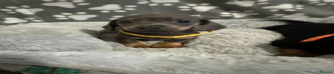 Miniature Dachshund Puppy 3