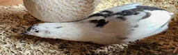 Quail poultry for sale: 13 female quail 1 male - Advert 6