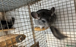 Chinchilla rodents for sale: Male and female chinchillas. - Image 5