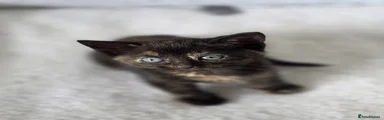 Tortishell 2 