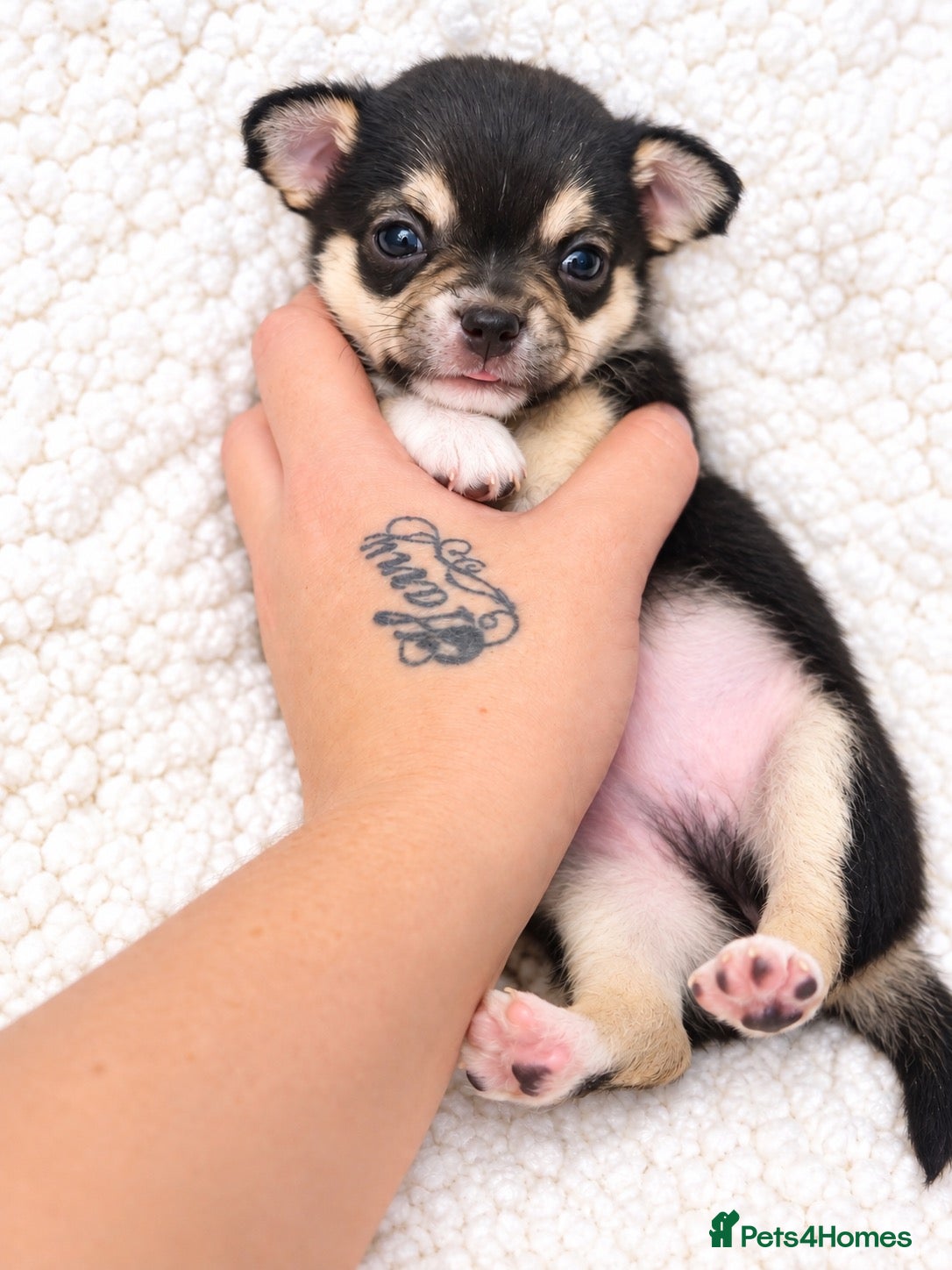 Chihuahua dogs Chihuahua puppies  - Advert 11