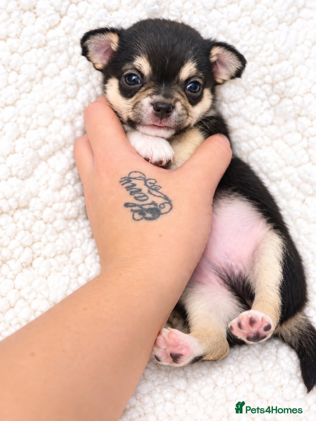 Chihuahua dogs for sale: Chihuahua puppies  - Advert 1