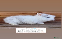 Lionhead rabbits for sale: Double Maned Lionhead Rabbits  - Advert 4