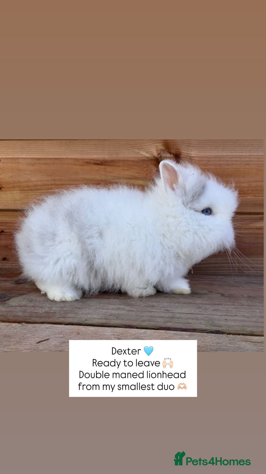 Lionhead rabbits for sale: Double Maned Lionhead Rabbits  - Advert 4