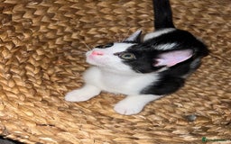 Mixed Breed cats for sale: 🚨😍BEAUTIFUL MALE KITTENS FOR SALE 🚨🥰 - Image 11