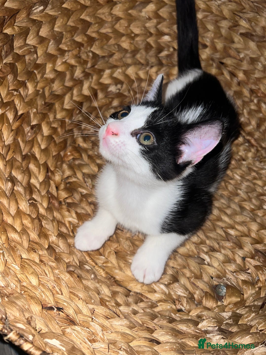 Mixed Breed cats for sale: 🚨😍BEAUTIFUL MALE KITTENS FOR SALE 🚨🥰 - Image 11