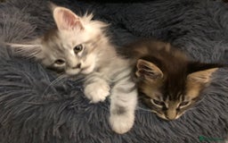 Maine Coon cats for sale: Maincoon kittens ready now  - Image 30