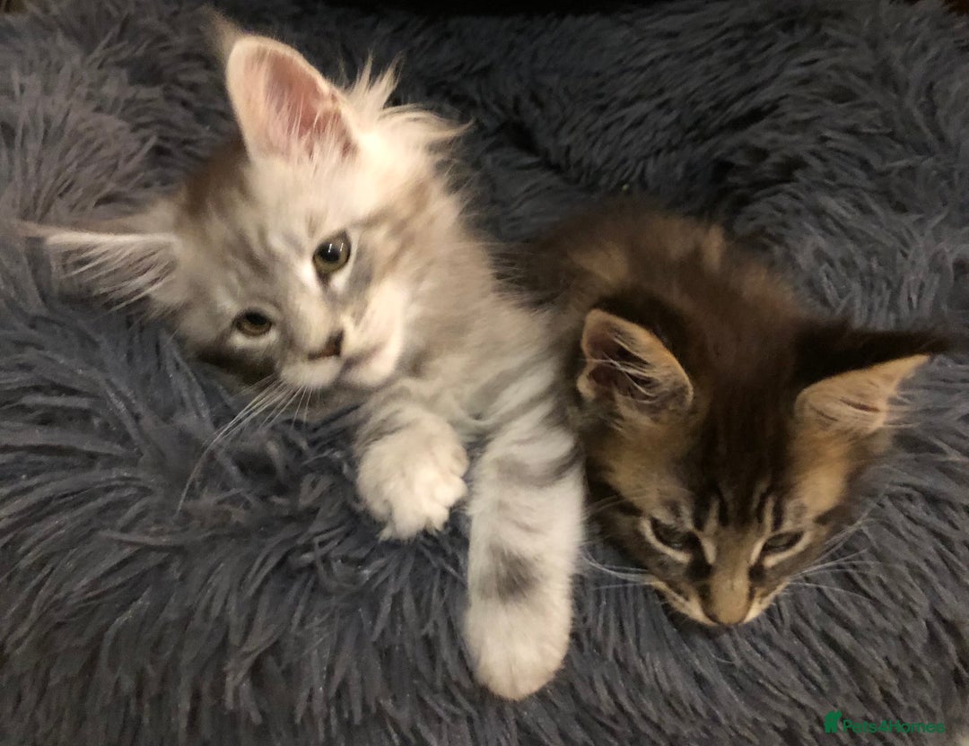 Maine Coon cats for sale: Maincoon kittens ready now  - Image 30