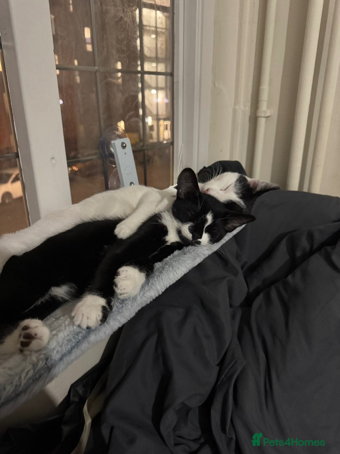Domestic Shorthair cats for sale:  LOOKING FOR A FOREVER HOME FOR COSMO & SMUDGE 🏡 - Advert 8
