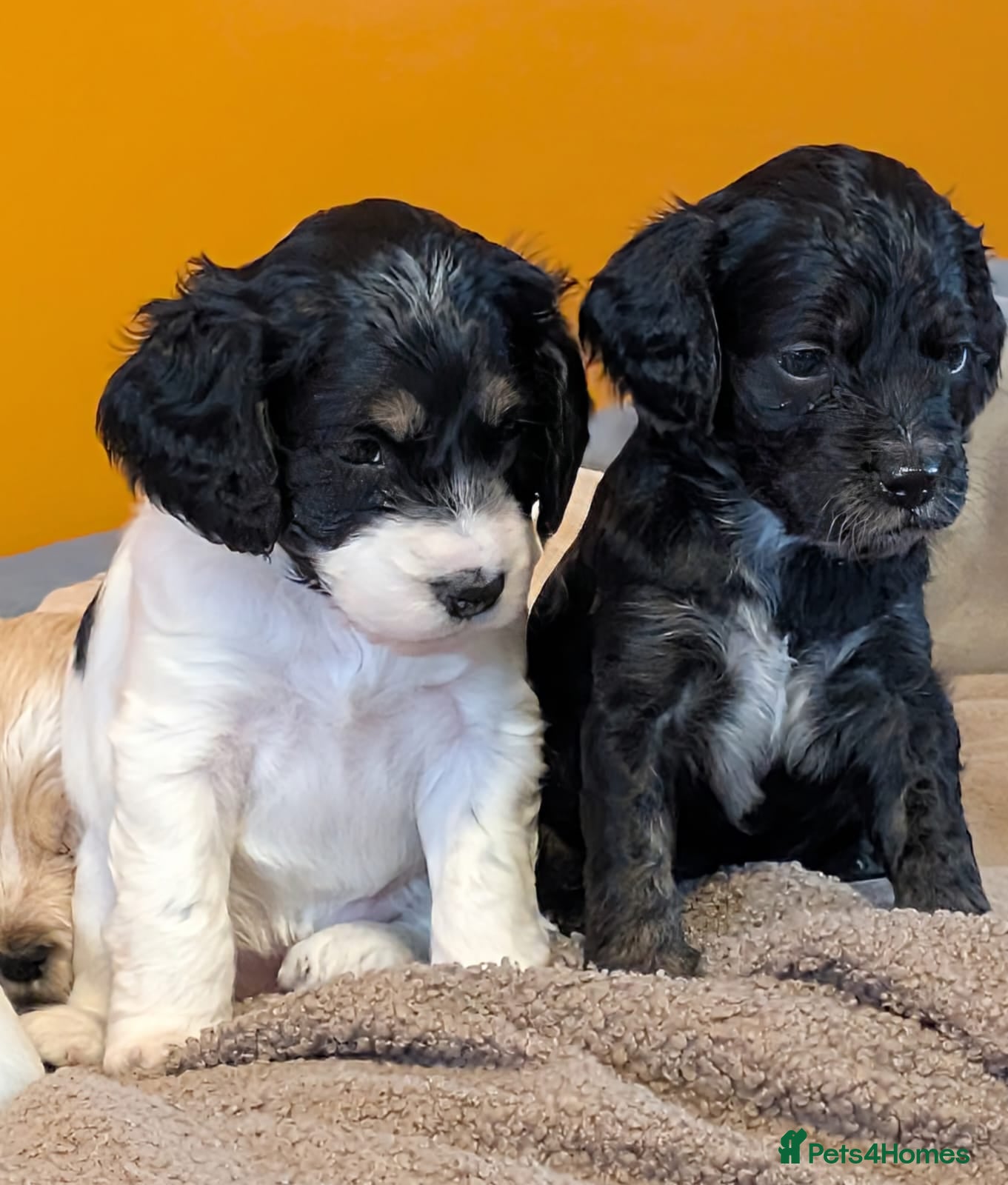 Cockapoo dogs Gorgeous cockapoo puppies  - Advert 17