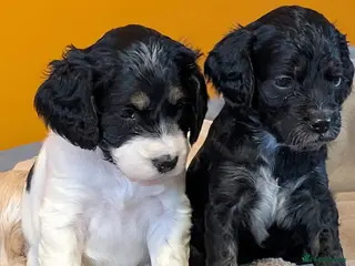 Cockapoo dogs Gorgeous cockapoo puppies - Advert 17